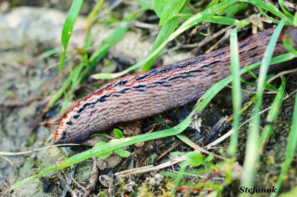 Limax dacampi-gruppo dei laghetti delle Nognere-Muggia (TS)
